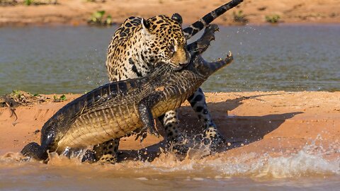 Jaguar attack crocodile 🐊