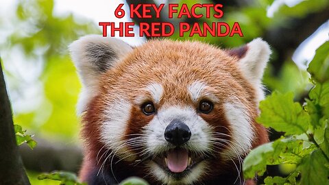 From Bamboo Grasping to Tree Dwellers: The Fascinating Lives of Red Pandas 6 Key Facts #redpanda