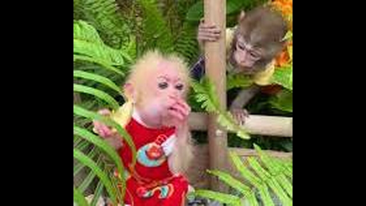 #monkey #monkeybaby #monkeydluffy #cutebaby #monkeyface #animals