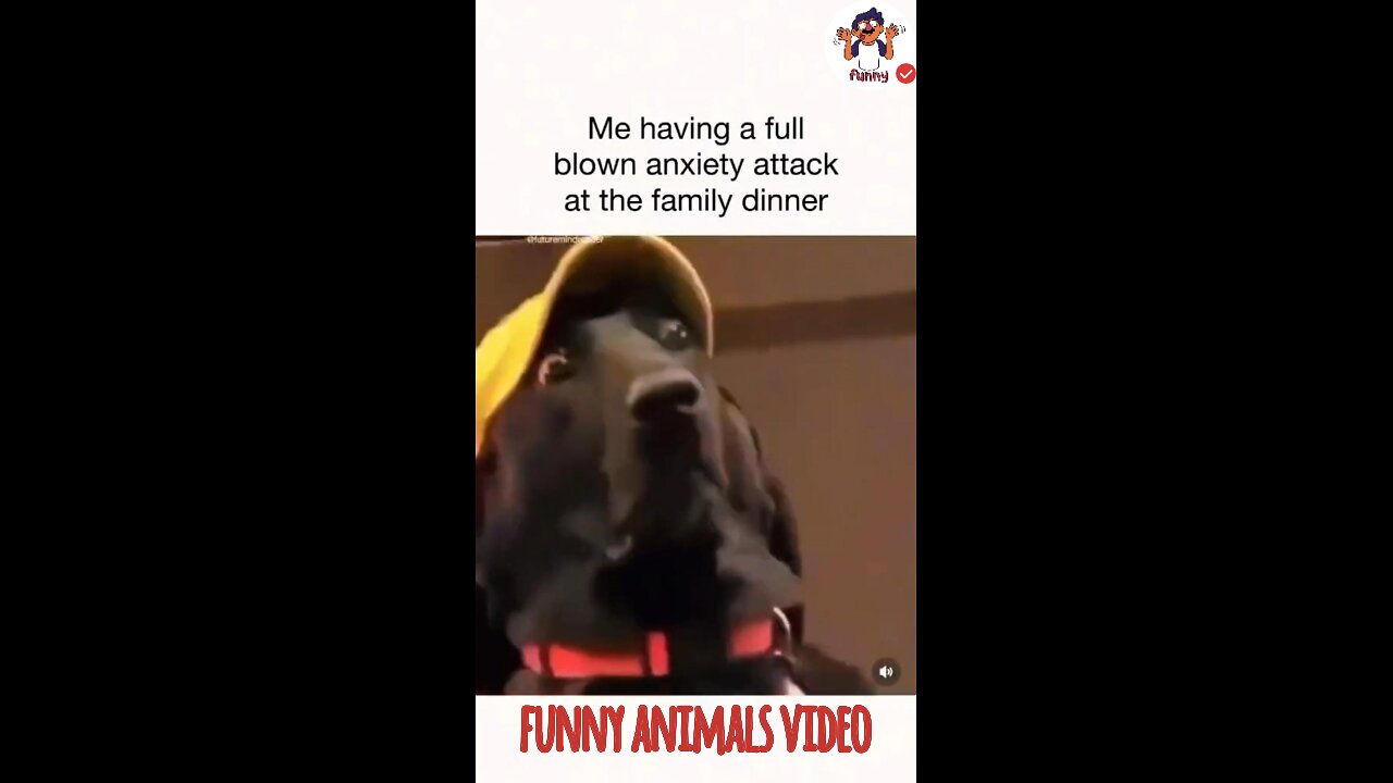 🐾🤣 Animal Antics: The Funniest Pets on the Planet! 😆 Part 4