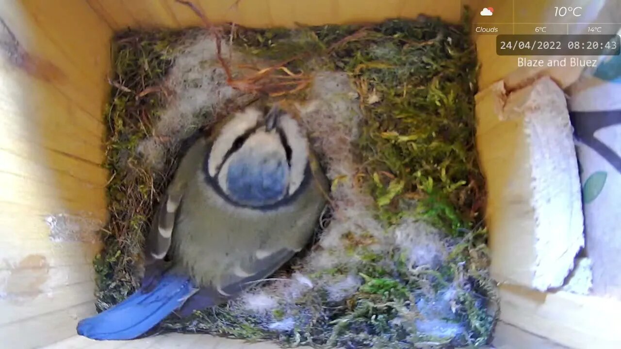 Blue Tit Improving Nest After Laying Eggs