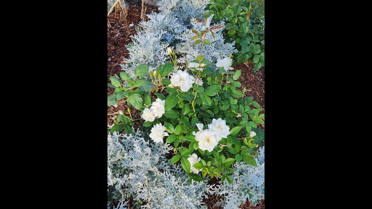 Battle For Clematis has Not Reached Honeysuckle Territory at this time