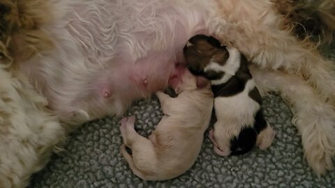L Litter Born 3/23/21