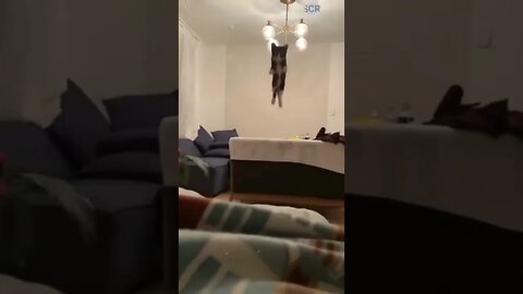 cute cat videos 😹 funny videos 😂 596 😻