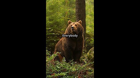 Wild Trivia About Bear 🐻🐻🐻