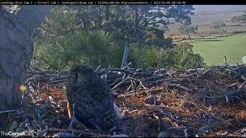 Community Birds Visit The Nest 🦉 3/6/22 08:54