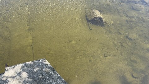 Humber River minnows are back 😊