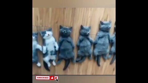 cute cat videos 😹 funny videos 😂1672