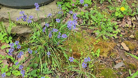 blue/purple spring flowers & birds chirping (9 seconds)