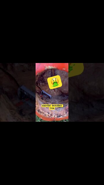 Jack-o’-lantern carving, myth broken.#bubba #jackolantern #myth #scary #gross #fun