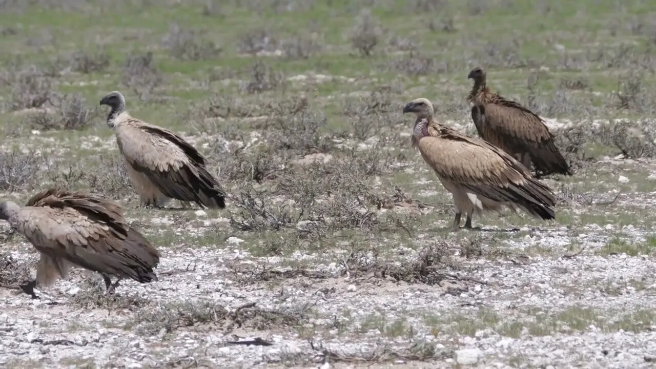 Cape vultures in Kgalagadi Transfrontier Park, Botswana