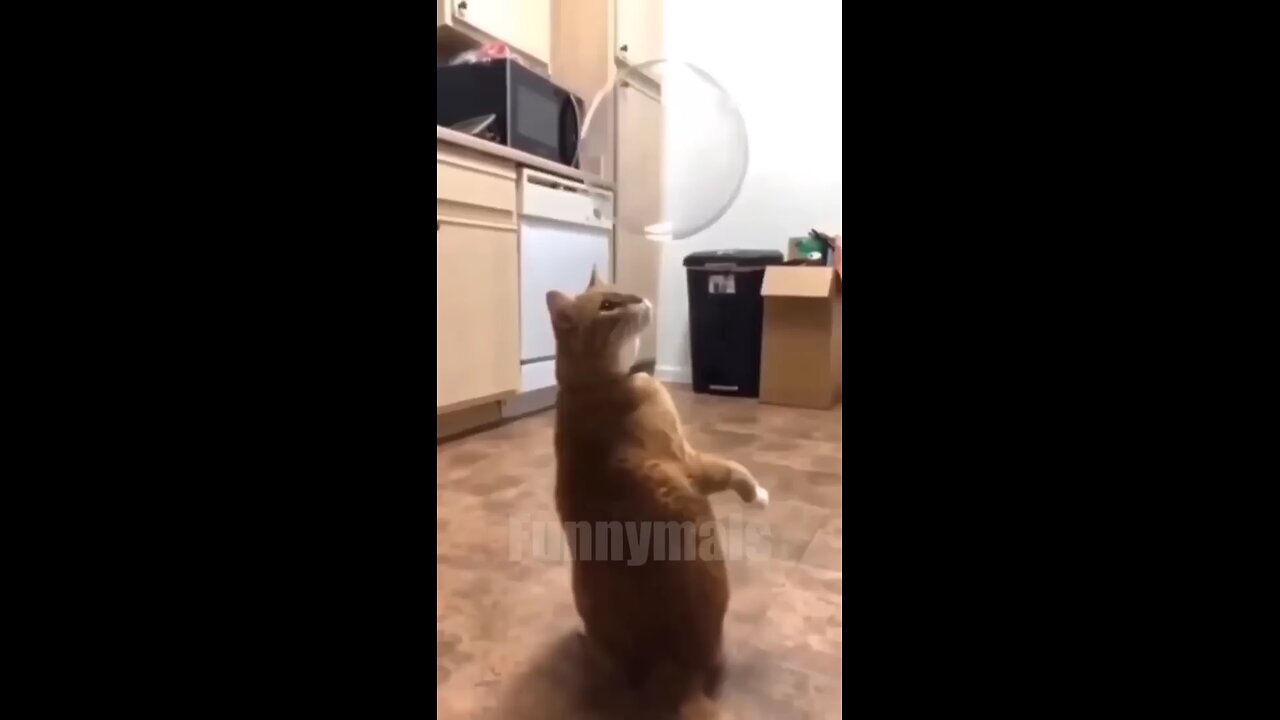 funny animal video that I found for you