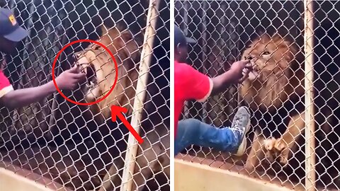 Risking it All: Man's Lion Friendship Turns Sour with Devastating Finger Bite