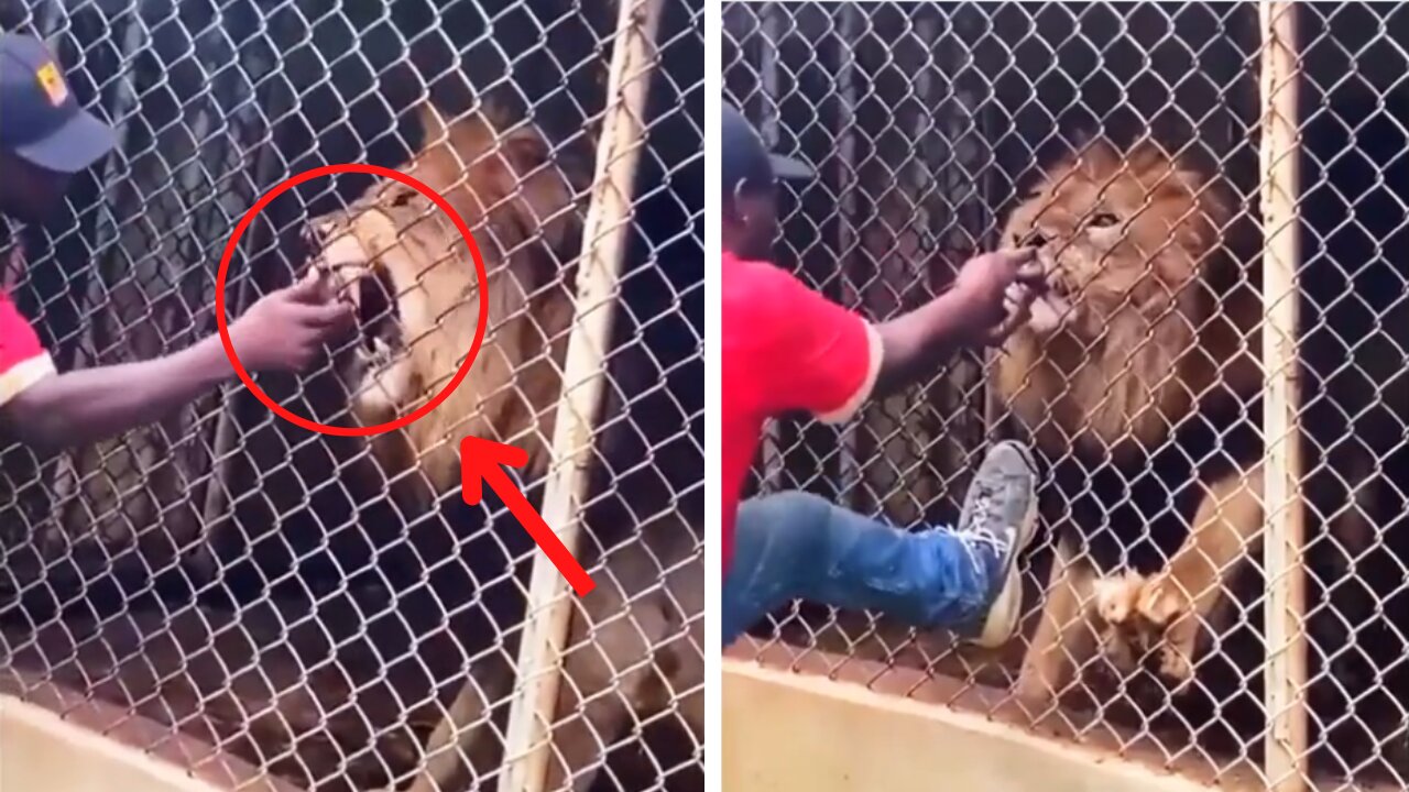 Risking it All: Man's Lion Friendship Turns Sour with Devastating Finger Bite