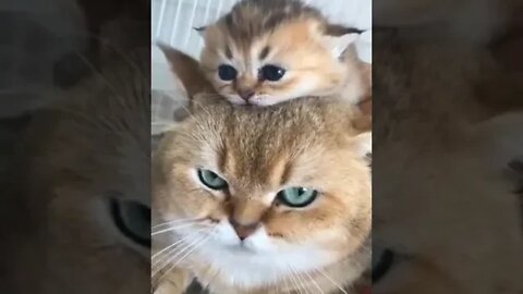 cute cat videos 😹 funny videos 😂 1125 😻 #shorts