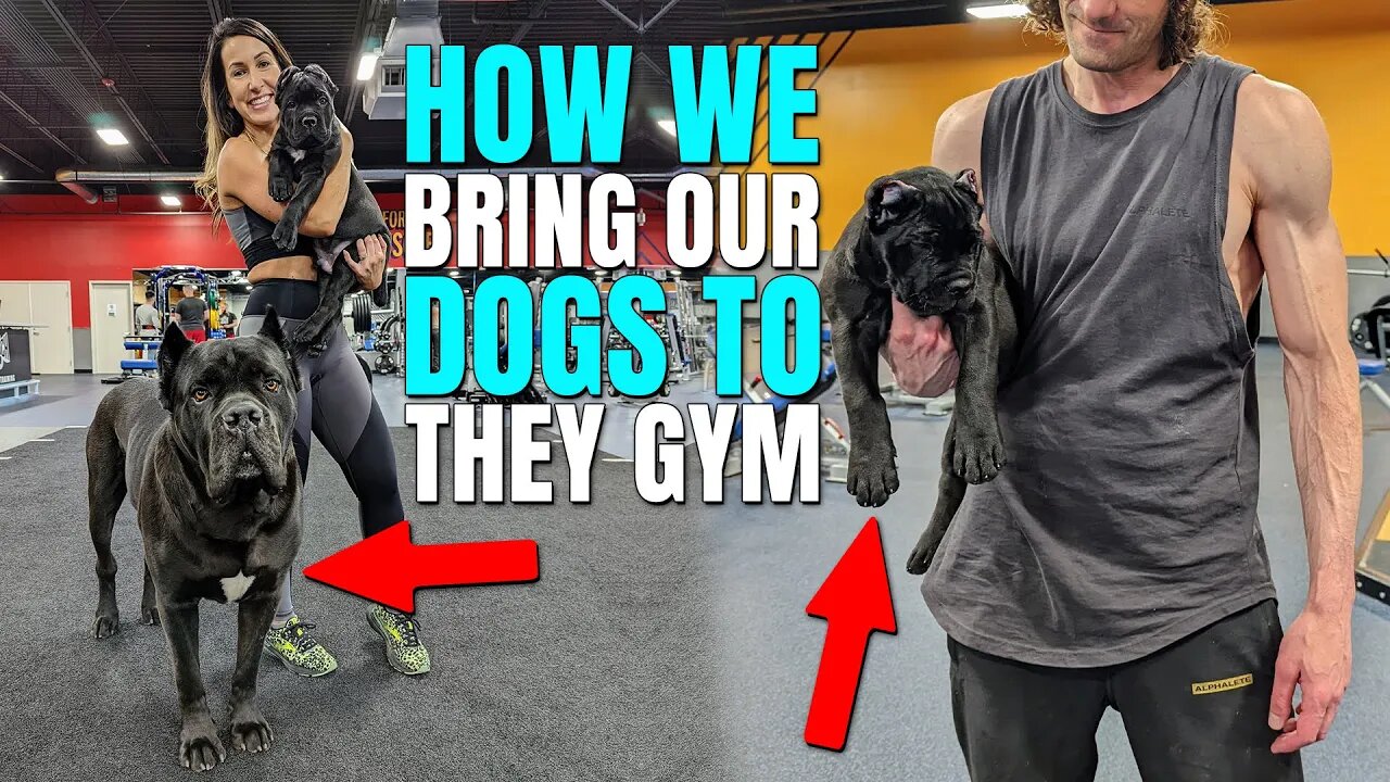 How We Bring Our Dogs To The Gym - Cane Corso Puppy At Gym