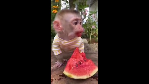 Cute Baby Animal