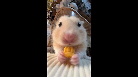 Hamster’s Favorite Snack: Watch How They Eat