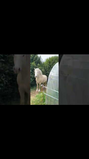 #shorts #2022 funny,prank,funjokes,dad jokes,funny memes,funny video,fun,laughing,funny animal,knock