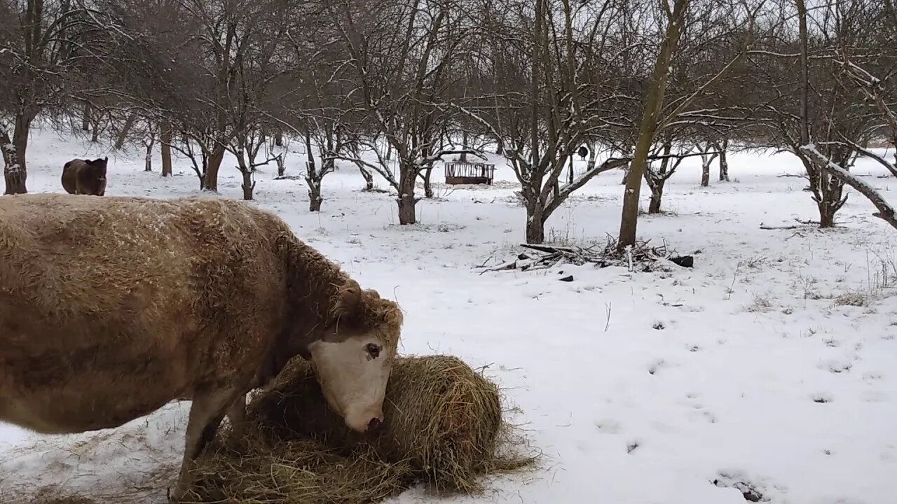 Cows Roll out the hay