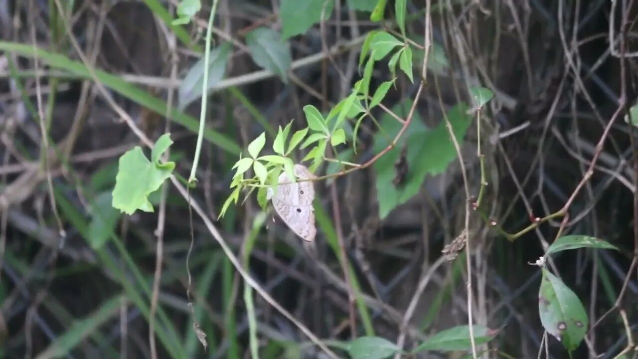 lizard VS butterfly - REACTION