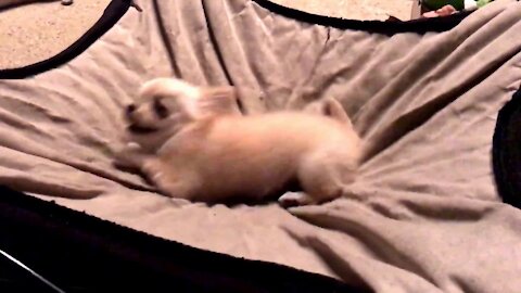 Watch what happens when you tell a teeny tiny chihuahua puppy it's time to go to bed..