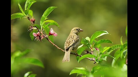 🐦 the bird is very funny