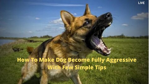 How To Make Dog Become Fully Aggressive With Few Simple Tips