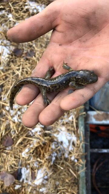Finding a salamander in Jackson hole Wyoming