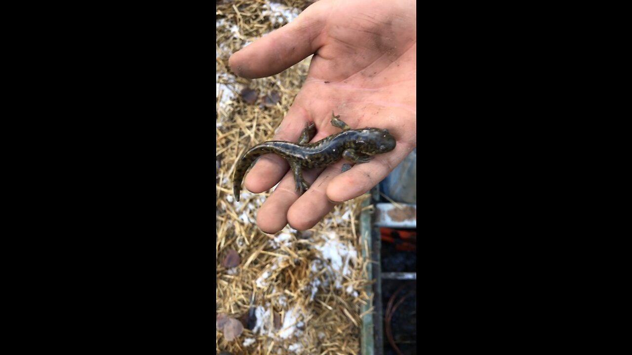 Finding a salamander in Jackson hole Wyoming