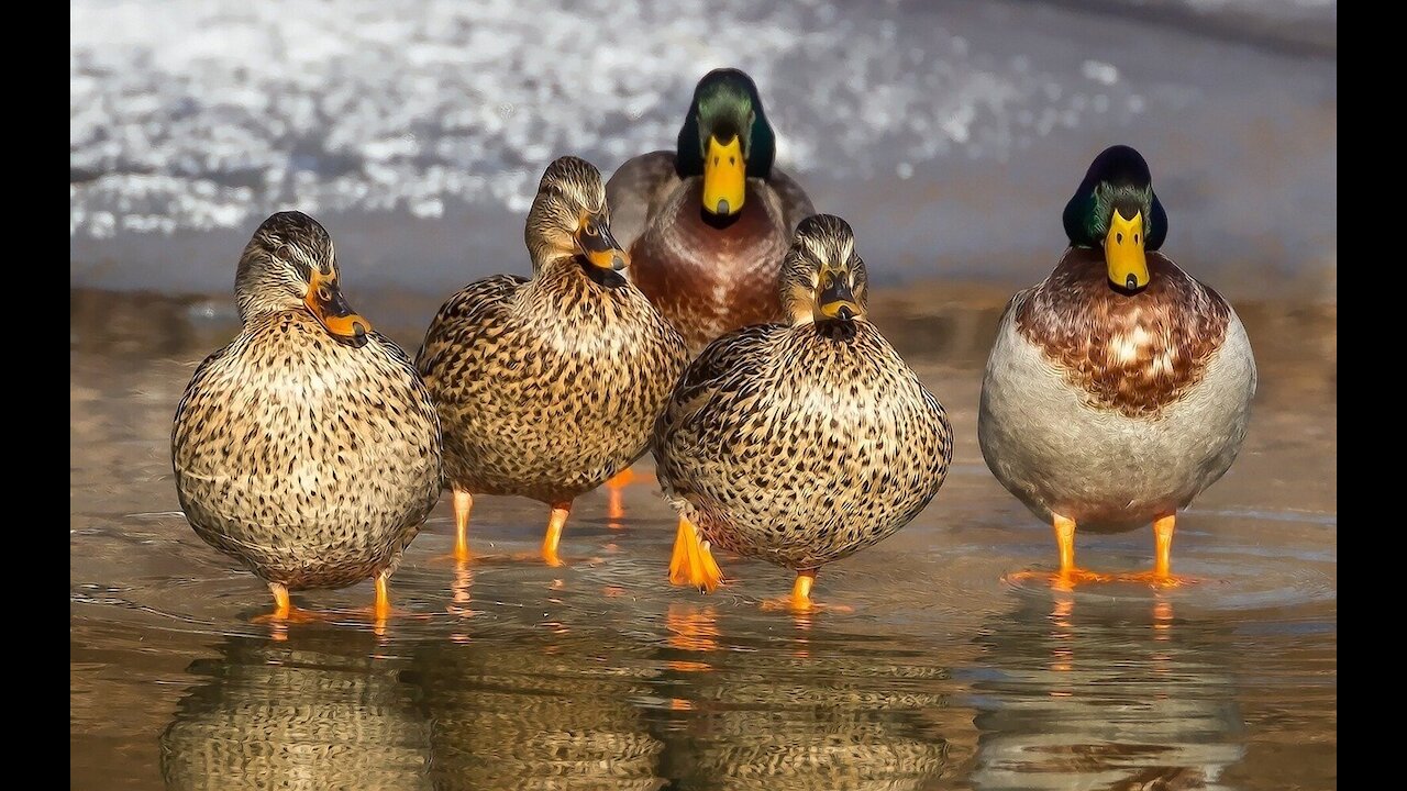 Ducks playing in water