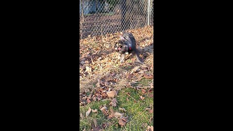 Dagr The Schnauzer - puppy vs shrub