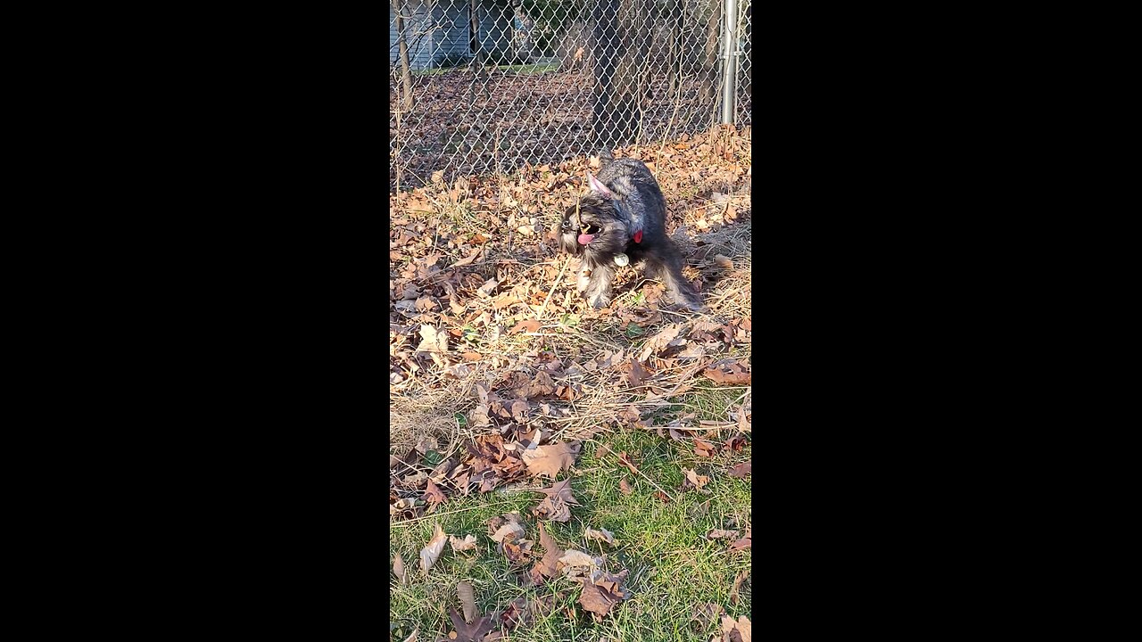 Dagr The Schnauzer - puppy vs shrub