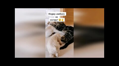 Смешные коты 12 Funny Cats