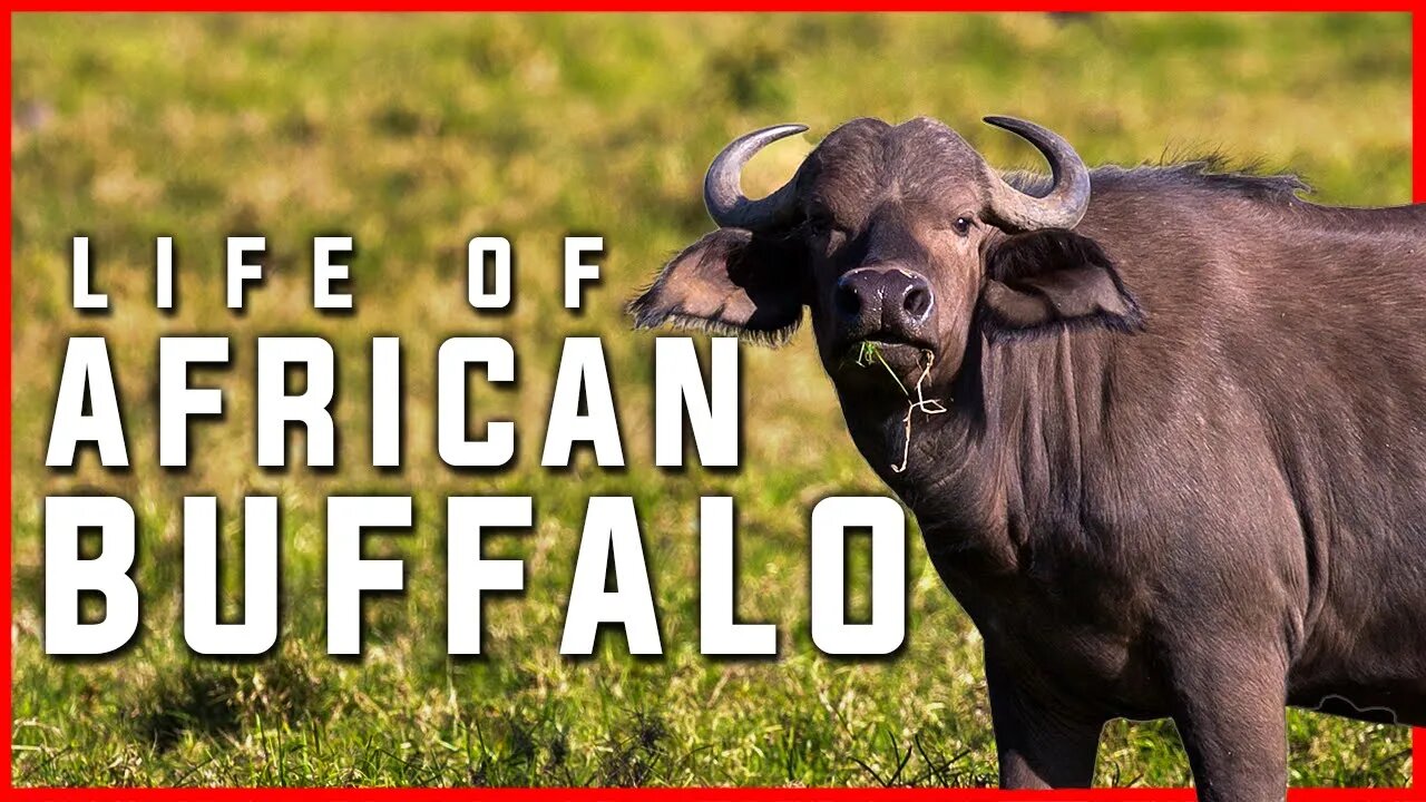 LIFE OF BUFFALO | AFRICAN BUFFALO | BUFFALO | ANIMALS | JUNGLE | NATURE