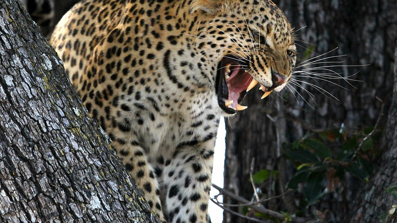 This leopard will do everything to fulfill the stomach's needs