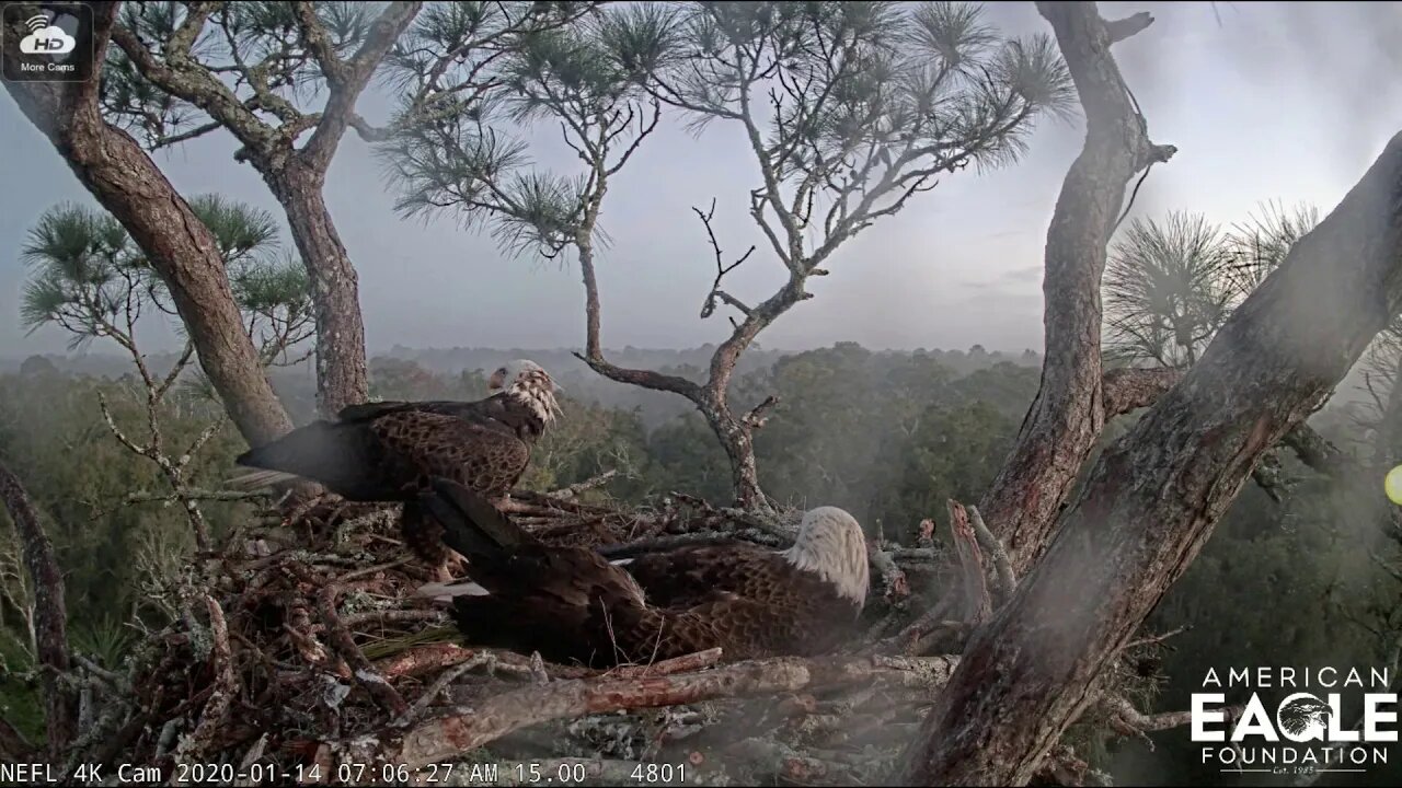 Samson sees his first egg, soon to be eaglet. 1-14-20