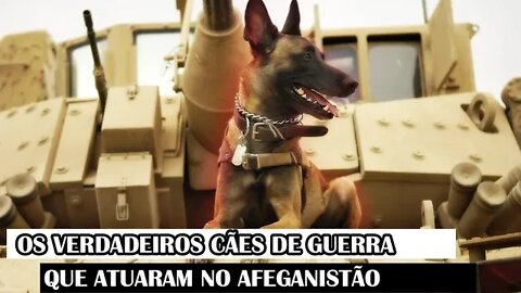 Os Verdadeiros Cães De Guerra Que Atuaram No Afeganistão