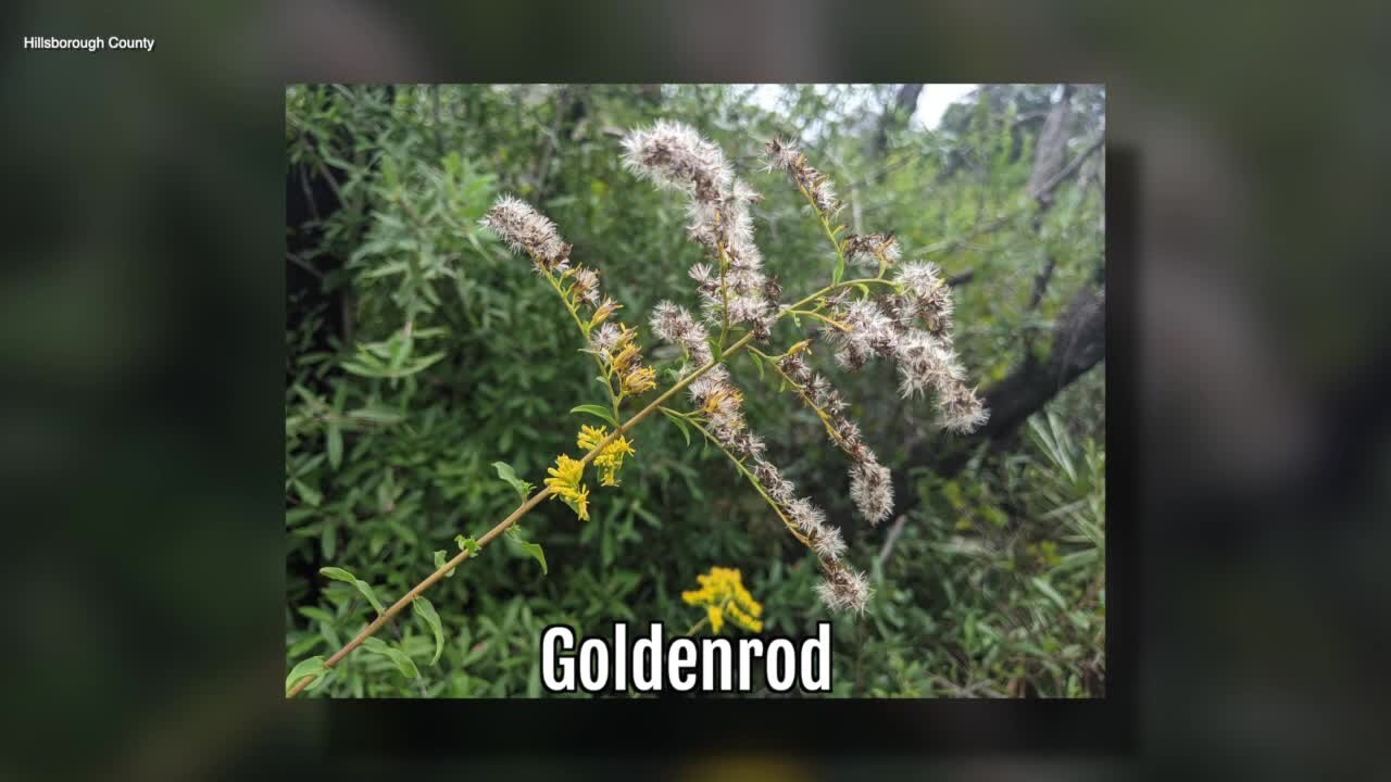 Goldenrod | Sarah's Walking Club Fall Scavenger Hunt