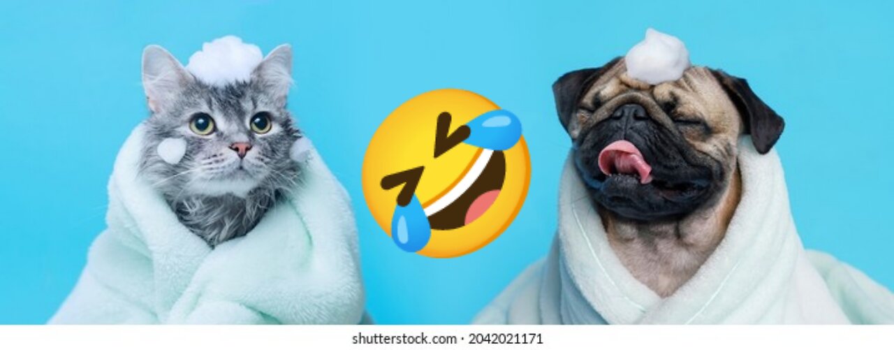 Funny Animals