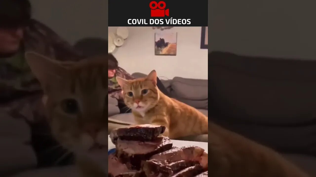 olha a cara desse gato