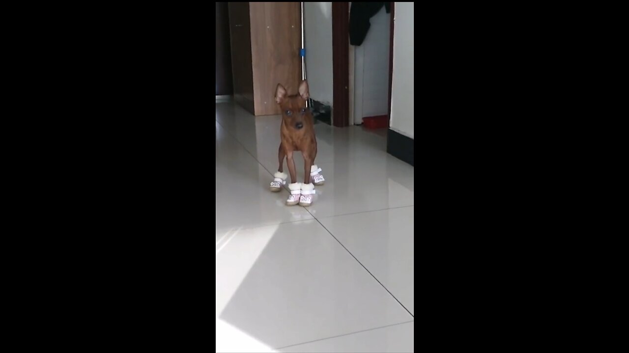 Best Funny Animal Videos 🤣🤣 |Adorable Dog with His new Shoes😂