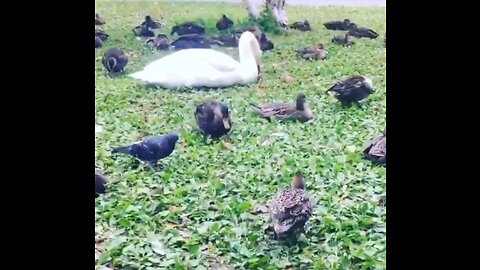 Birds takeover park