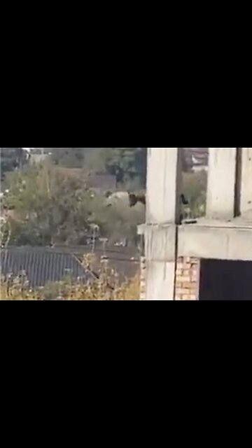 Dog jumps from 5th floor, walks away like normal