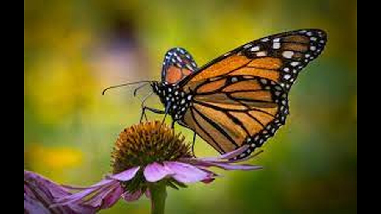 Monarch butterfly speaks