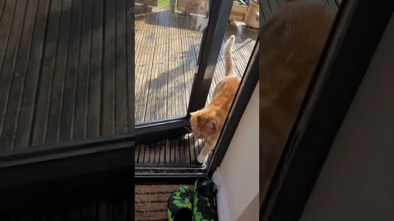 When your cat fakes injury just to get inside