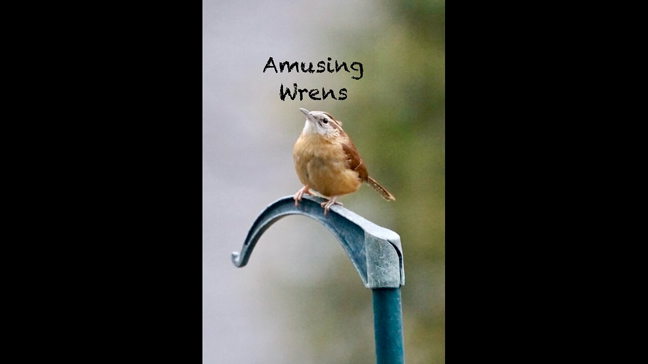 Amusing Wren Fledglings Discover and Investigate the World Around Them