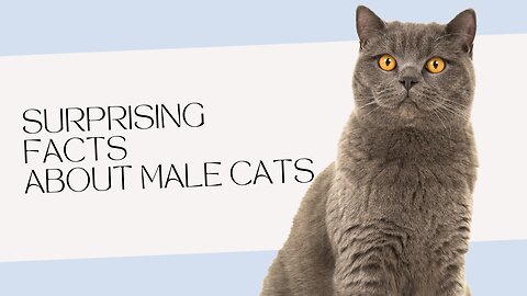 Surprising Facts About Male Cats