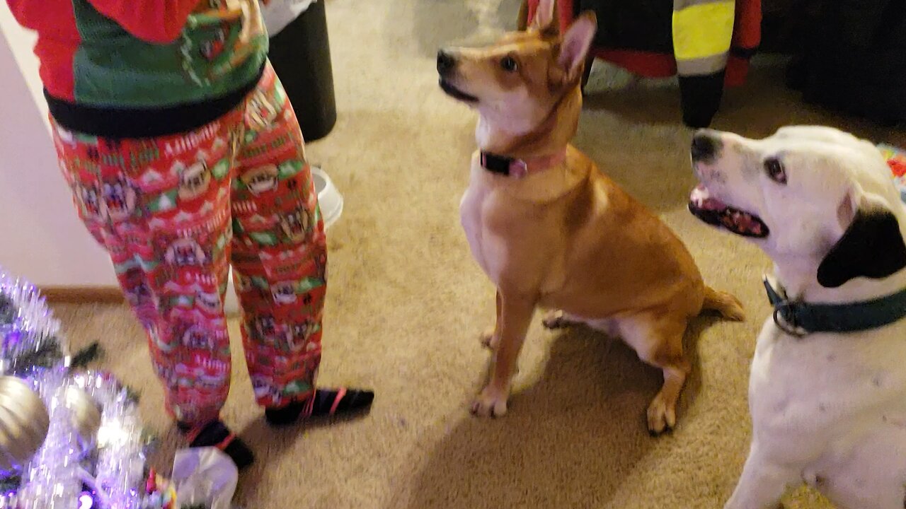 2 dogs 2 personalities