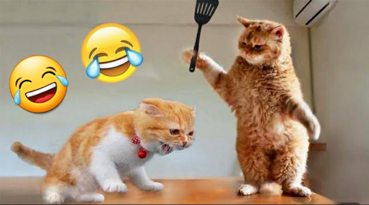 Funniest cats 🦊 in the world 😂 funny fail pets video 😂 most amazing moments #shorts #cats #funny